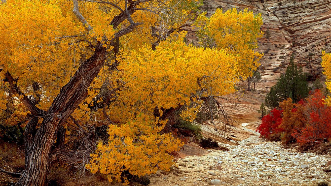 yellow and brown trees during daytime