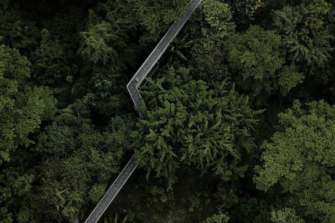 M-arbre, Biome, Environnement Naturel, Végétation, Forêt. Wallpaper in 3992x2656 Resolution