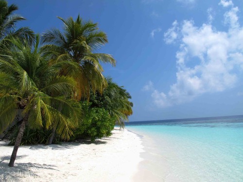 Image green palm tree on white sand beach during daytime