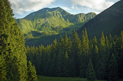 Image green pine trees near mountain during daytime