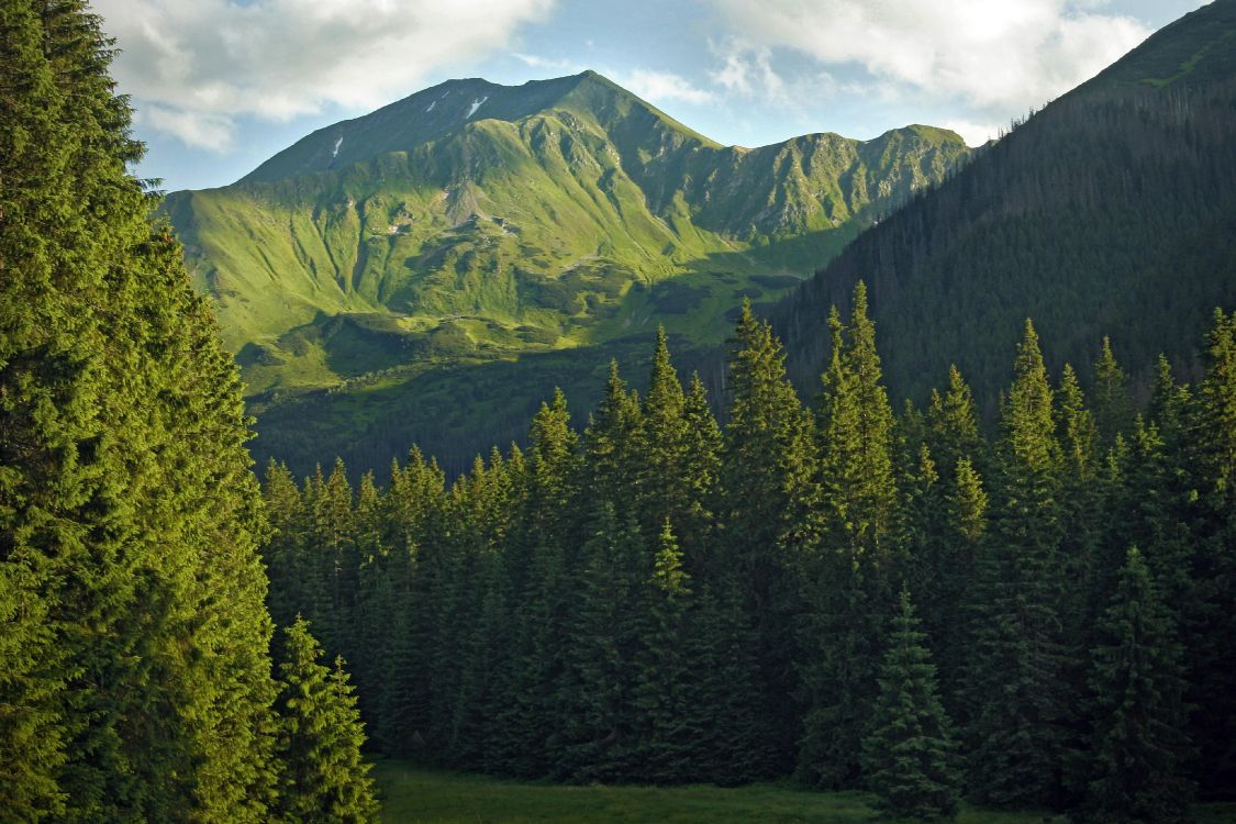 Green Pine Trees Near Mountain During Daytime. Wallpaper in 3888x2592 Resolution