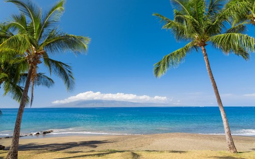 Image palm tree on beach shore during daytime