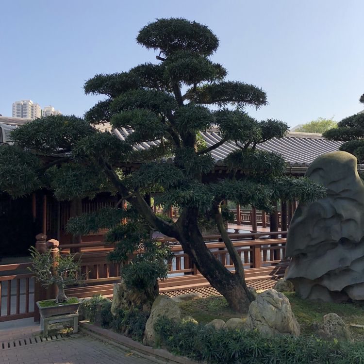 香港, 生物群落, 生物学, 科学, 木本植物 壁纸 1772x1772 允许