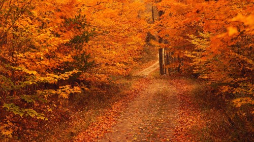 Image brown pathway between brown trees