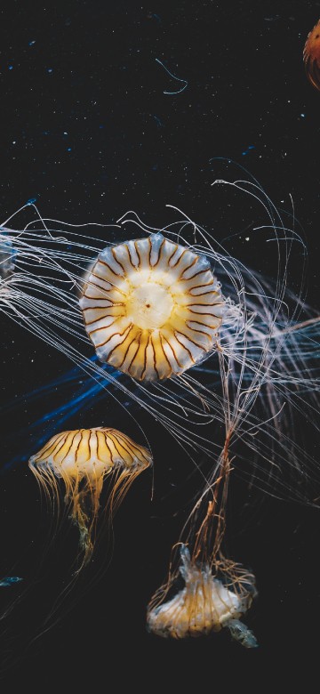 Image marine invertebrates, plant, art, electric blue, space
