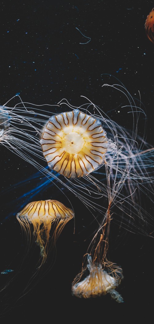 Image marine invertebrates, plant, art, electric blue, space