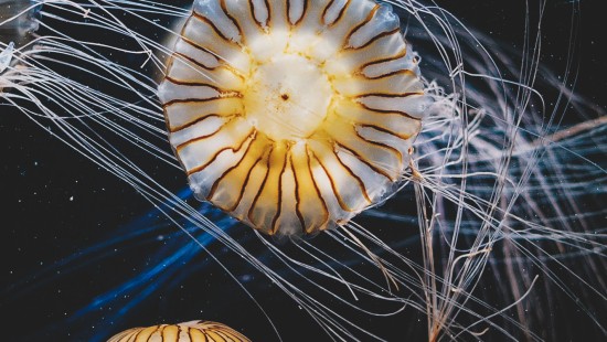 Image marine invertebrates, plant, art, electric blue, space