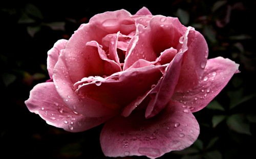 Image pink rose in bloom in close up photography