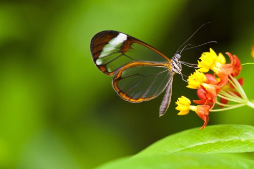 Image brown and black butterfly perched on yellow flower in close up photography during daytime