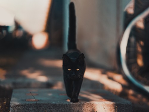 Image black cat walking on the street