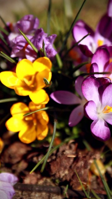 Image purple and yellow flowers on brown soil