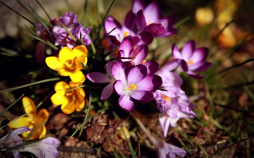 Image purple and yellow flowers on brown soil