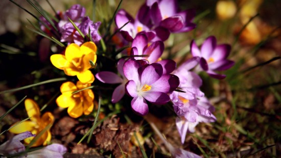 Image purple and yellow flowers on brown soil