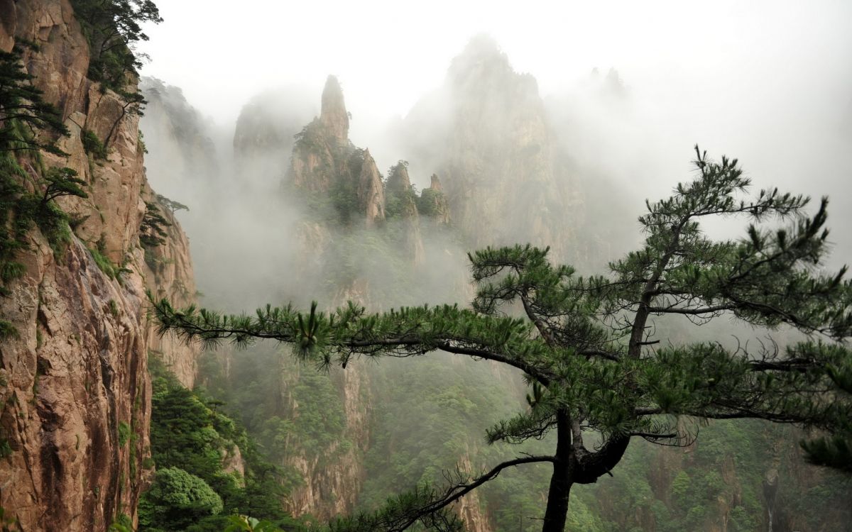 Wallpaper Green Trees on Mountain During Daytime, Background - Download ...