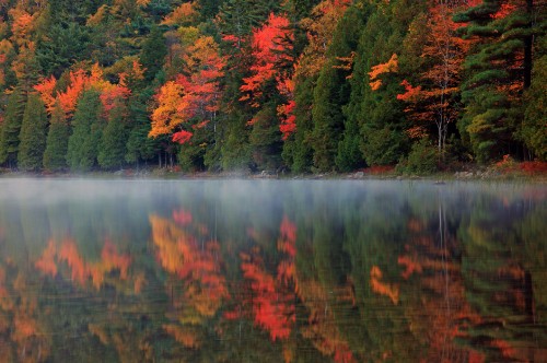 Image green and red trees beside lake during daytime