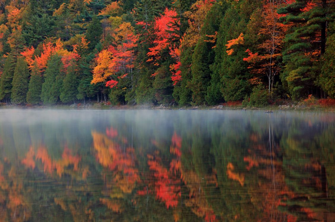 green and red trees beside lake during daytime