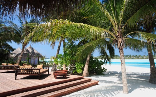 Image palm tree near brown wooden bench on beach during daytime