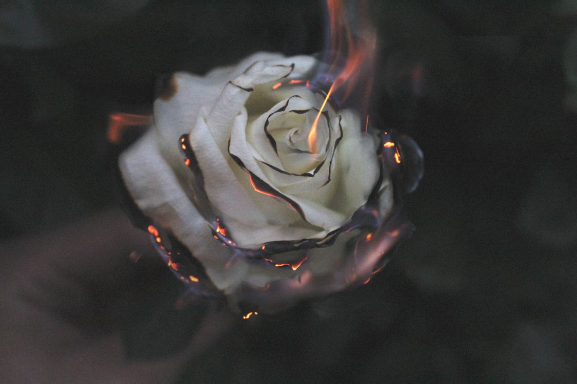 white rose with water droplets