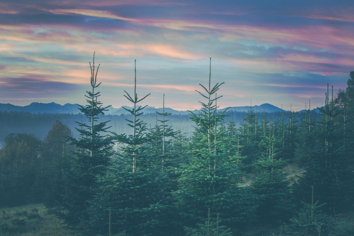 Mount Scenery, Familie Kiefer, Baum, Gemäßigten Nadelwald, Fichten-Tannen-Wälder. Wallpaper in 6000x4000 Resolution
