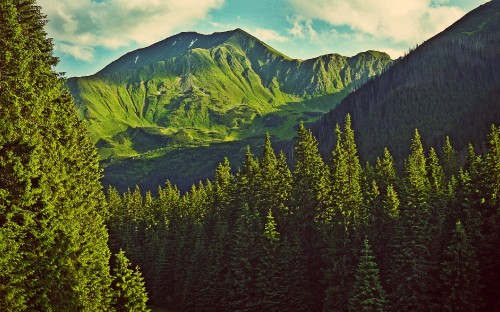 Image green pine trees near mountain during daytime