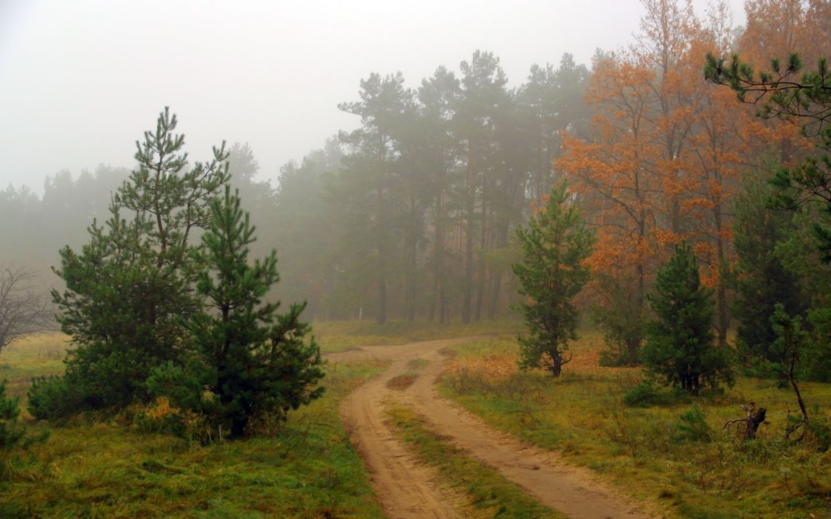 green trees on brown field during daytime