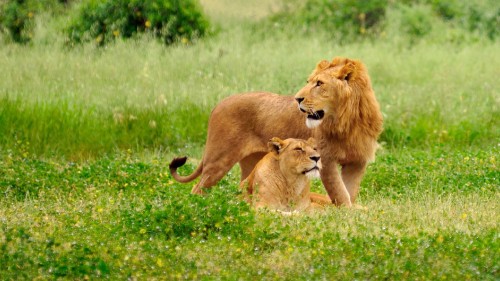 Image brown lioness and lioness on green grass field during daytime