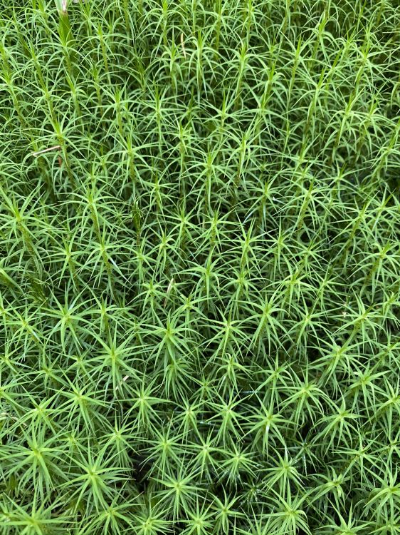 vegetation, green, grass, leaf, pattern