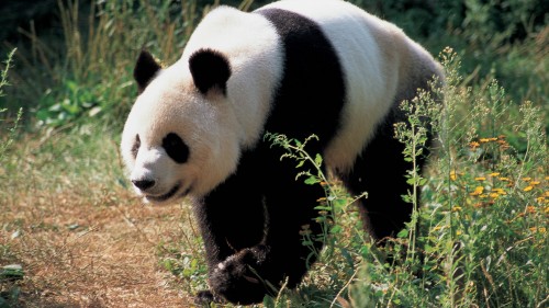 Image white and black panda on brown grass during daytime