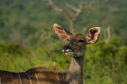 Image brown deer on green grass during daytime