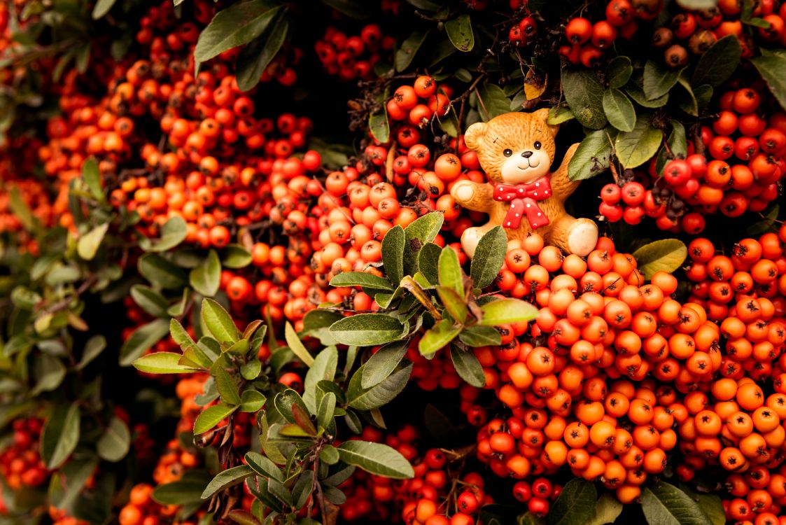 red and yellow round fruits