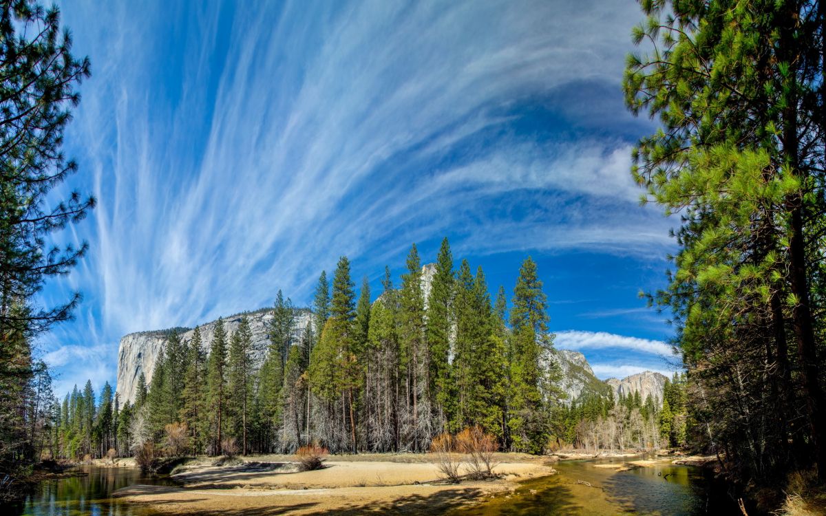 green pine trees under blue sky during daytime