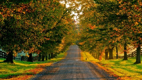 Image gray concrete road between green and brown trees during daytime