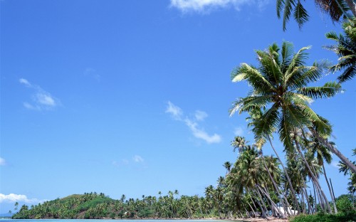 Image green palm tree under blue sky during daytime