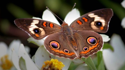 Image brown and white butterfly perched on yellow flower in close up photography during daytime