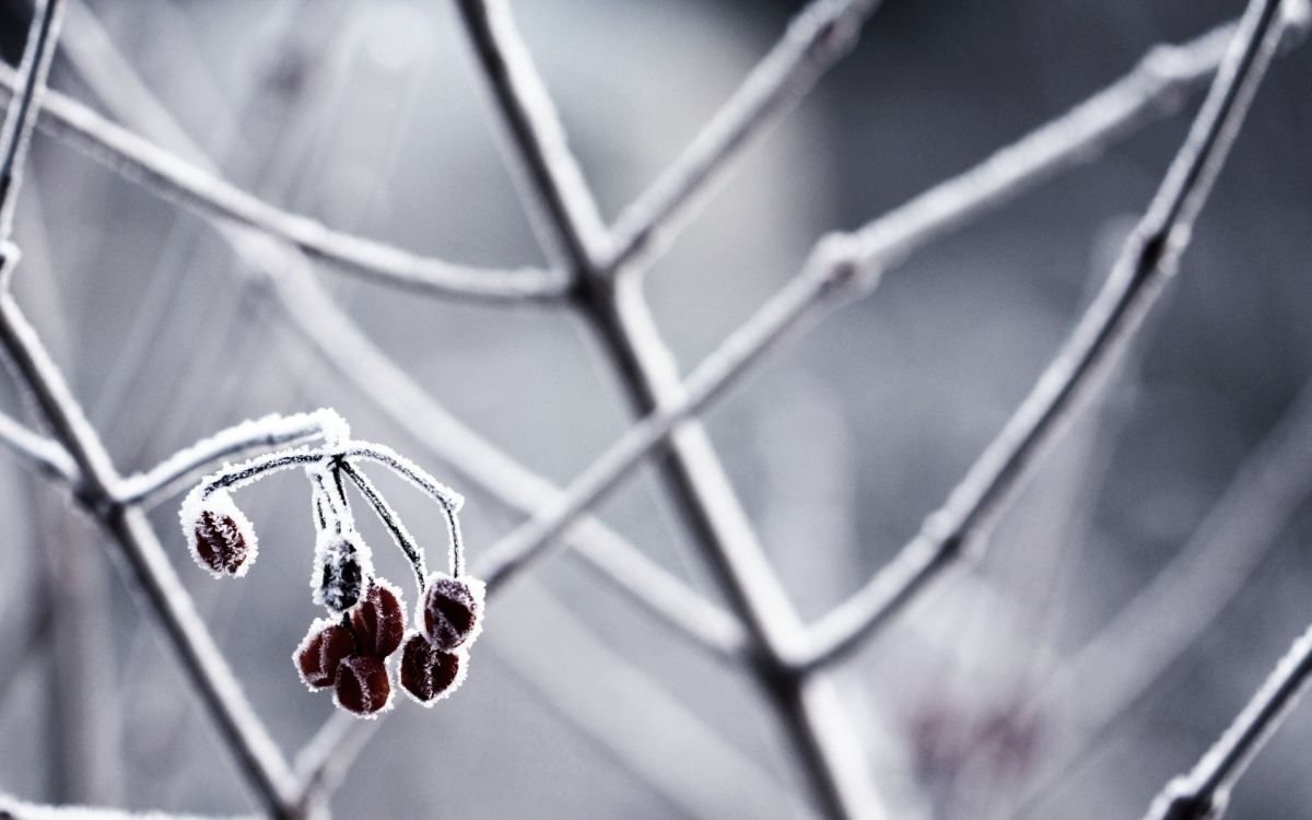 Frutos Rojos Redondos en Tallo Marrón. Wallpaper in 1920x1200 Resolution