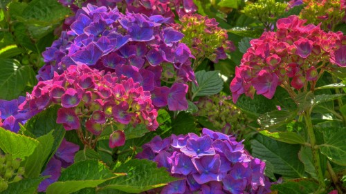 Image purple flowers with green leaves