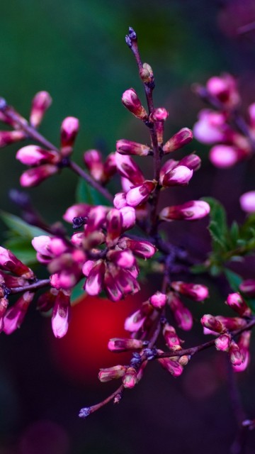 Image pink and white flower in tilt shift lens