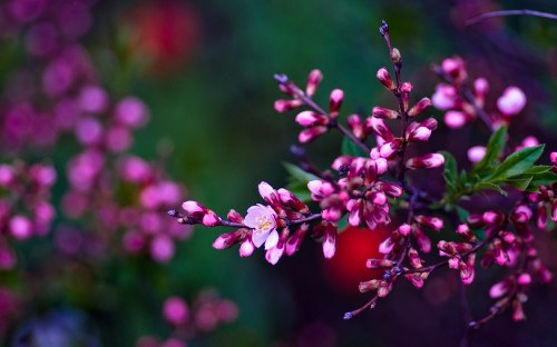 Image pink and white flower in tilt shift lens