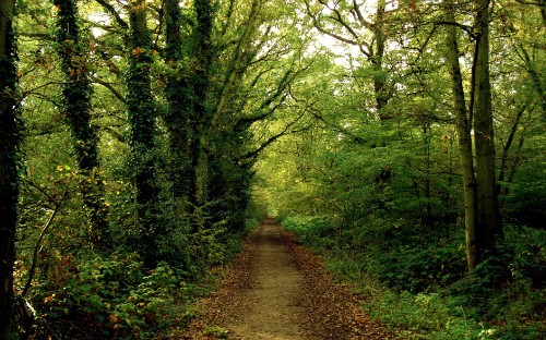 Image pathway between green trees during daytime