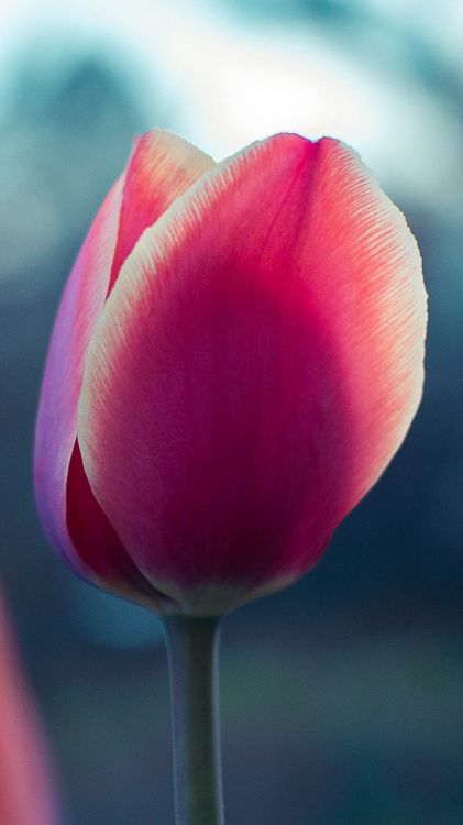 tulip, plant stem, flowering plant, flower, plant