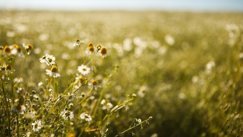 Image white flower in green grass field during daytime