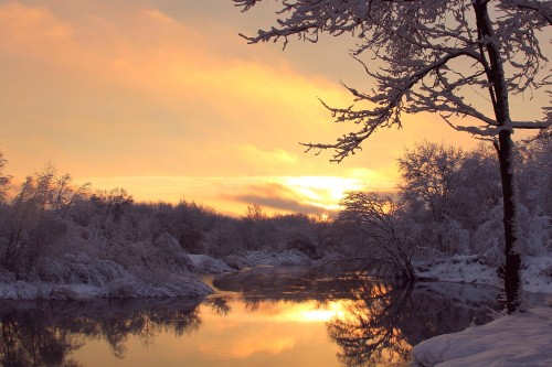 Image bare trees near body of water during sunset