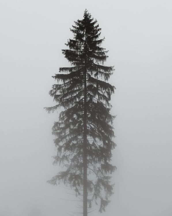 Oregon Pine, Fir, Verzierung, White Pine, Colorado-Fichte. Wallpaper in 3527x4426 Resolution