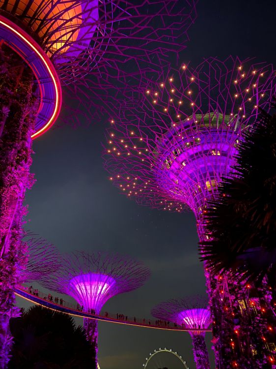 Singapur, Luz, Morado, Magenta, Rosa. Wallpaper in 1536x2048 Resolution