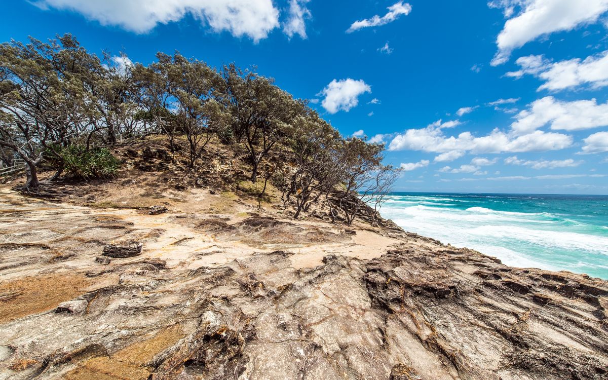 brown tree on brown sand near sea during daytime