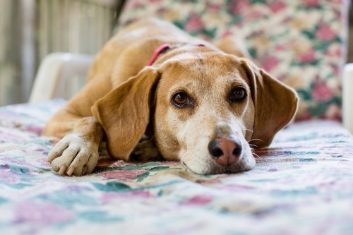 Image brown short coated dog lying on bed