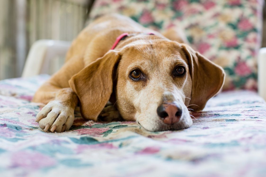 brown short coated dog lying on bed