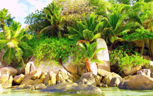 Image green palm tree on rocky shore during daytime