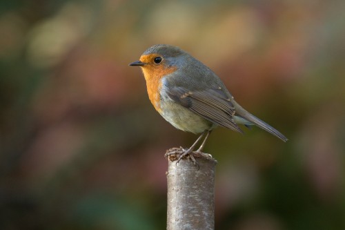 Image brown and gray bird on tree branch