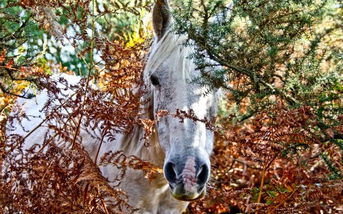 Image white horse eating brown dried leaves during daytime